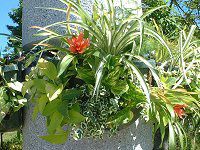 グズマニア・マグニフィカ(Guzmania magnifica)