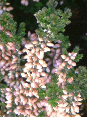 J[iEuKX(Colluna vulgaris)