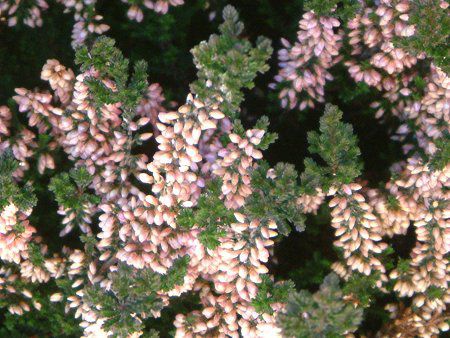 J[iEuKX(Colluna vulgaris)