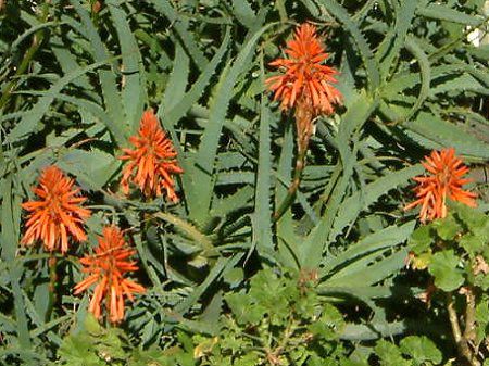 1月の花 1 05年 かぎけんweb