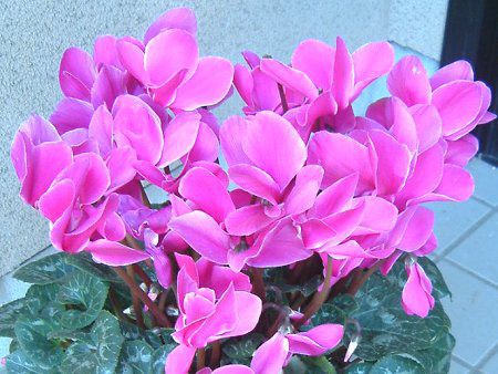 VN(Cyclamen)