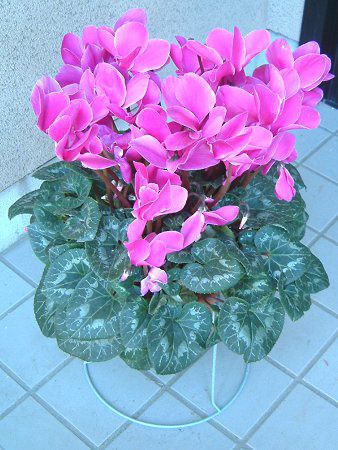 VN(Cyclamen)