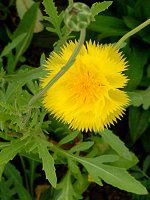 CG[T^iYellow Sultanj