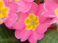 vE|AT(Primula polyantha)