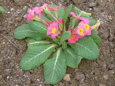 プリムラ ポリアンサ Primula Polyantha かぎけんweb