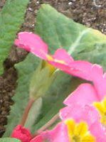 vE|AT(Primula polyantha)