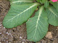 vE|AT5(Primula polyantha)