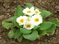 vE|AT47(Primula polyantha)