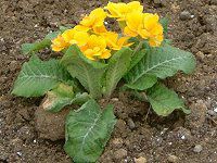vE|AT(Primula polyantha)
