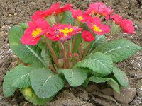 vE|AT53(Primula polyantha)