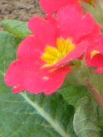 vE|AT(Primula polyantha)