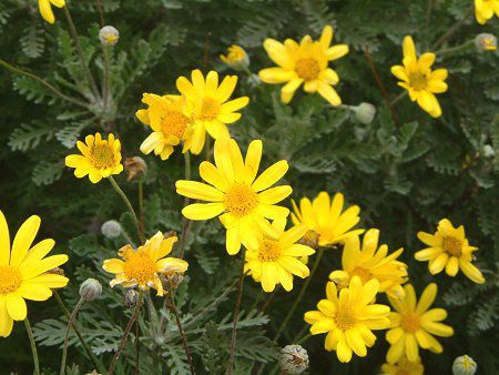 ���[���I�v�X�f�[�W�[(Euryops daisy)