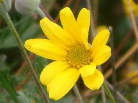 ���[���I�v�X�f�[�W�[(Euryops daisy)