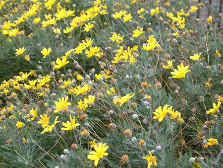 ���[���I�v�X�f�[�W�[(Euryops daisy)