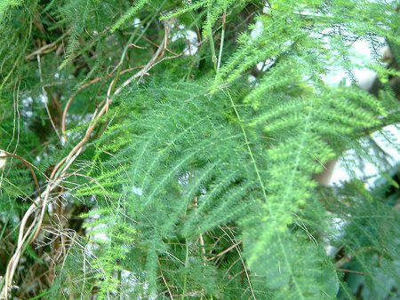 アスパラガス プルモーサス Asparagus Plumosus かぎけんweb