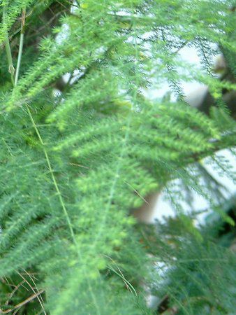 アスパラガス プルモーサス Asparagus Plumosus かぎけんweb