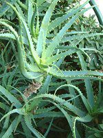 AG(Aloe)