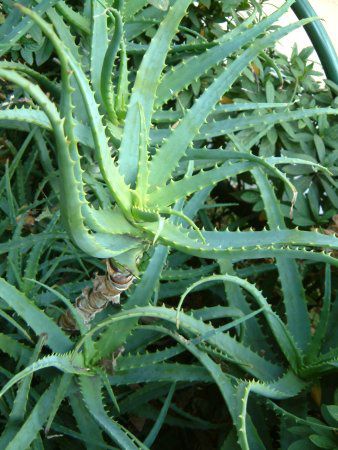 AG(Aloe)