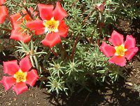 }co{^(tO)-red-summer