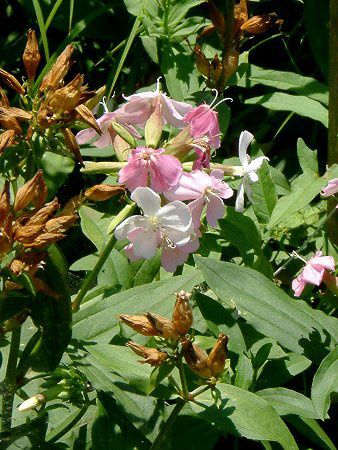 ソープワート Soapwort かぎけんweb