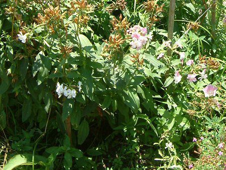 ソープワート Soapwort かぎけんweb