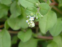 �L���E���O�T(�ӉZ��)