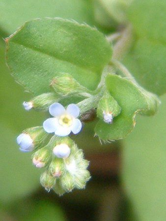 キュウリグサ 胡瓜草 かぎけんweb