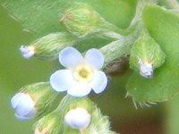 �L���E���O�T(�ӉZ��)