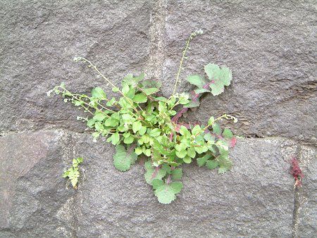 �L���E���O�T(�ӉZ��)