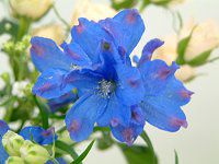 ftBjE(Delphinium)