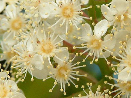 ベニカナメモチ 紅要黐 かぎけんweb