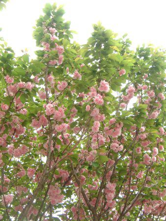 5月の花 05年 かぎけんweb 5月の花 05年 かぎけんweb