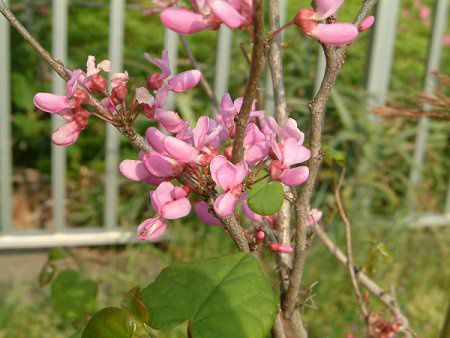 ハナズオウ 花蘇芳 かぎけんwb