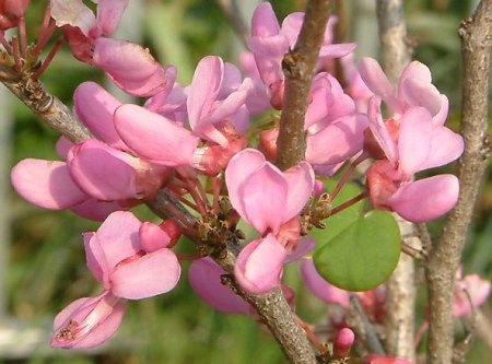 ハナズオウ 花蘇芳 かぎけんwb ハナズオウ 花蘇芳 かぎけんwb