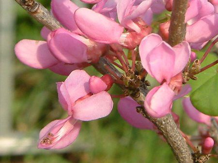 ハナズオウ 花蘇芳 かぎけんwb