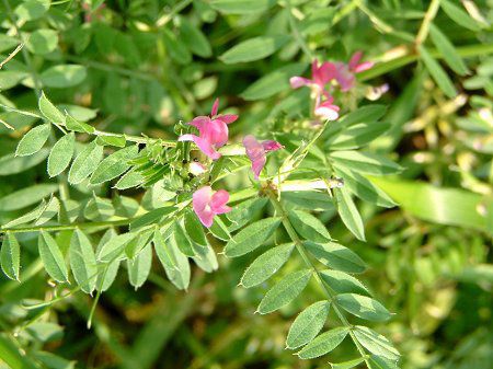 カラスノエンドウ 烏野豌豆 かぎけんweb