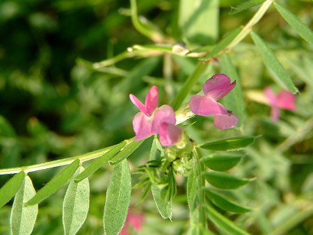 カラスノエンドウ 烏野豌豆 かぎけんweb