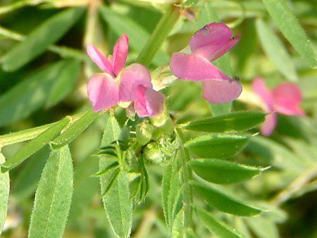 カラスノエンドウ 烏野豌豆 かぎけんweb