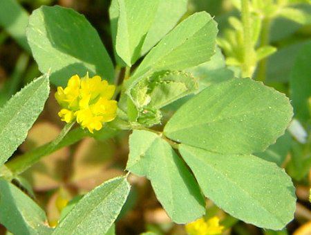 コメツブウマゴヤ 米粒馬肥やし かぎけんweb コメツブウマゴヤ 米粒馬肥やし かぎけんweb