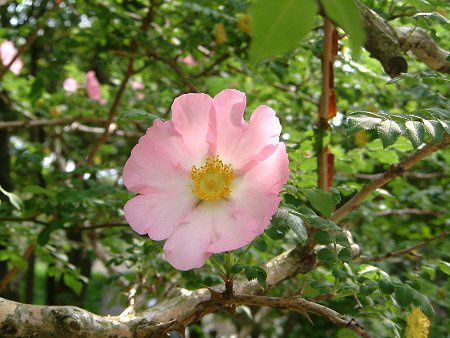 サンショウバラ 山椒薔薇 かぎけんweb