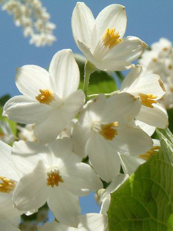 5月の花 05年 かぎけんweb 5月の花 05年 かぎけんweb