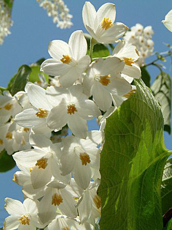 5月の花 05年 かぎけんweb 5月の花 05年 かぎけんweb