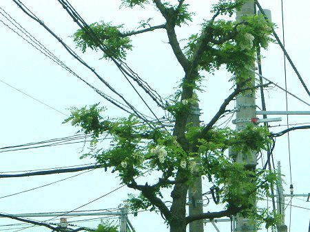 5月の花 05年 かぎけんweb 5月の花 05年 かぎけんweb