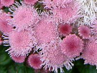 AQ^(Ageratum)