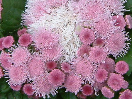 アゲラタム Ageratum かぎけんweb アゲラタム Ageratum かぎけんweb