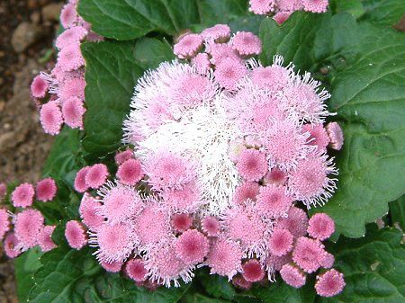 アゲラタム Ageratum かぎけんweb