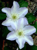 N}`X(Clematis)