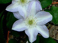 N}`X(Clematis)