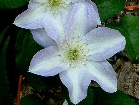 N}`X(Clematis)