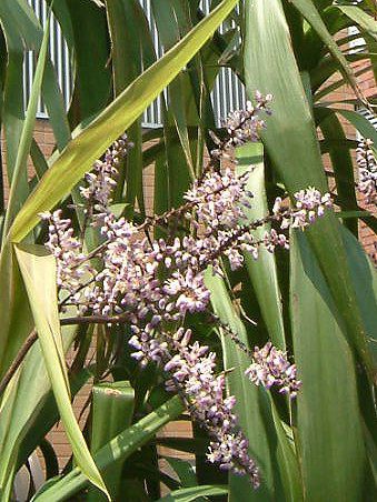 RfBlEXgN^iCordyline strictaj